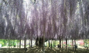 足利フラワーパーク