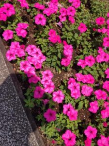 11748533_1682903965255987_284944095_n